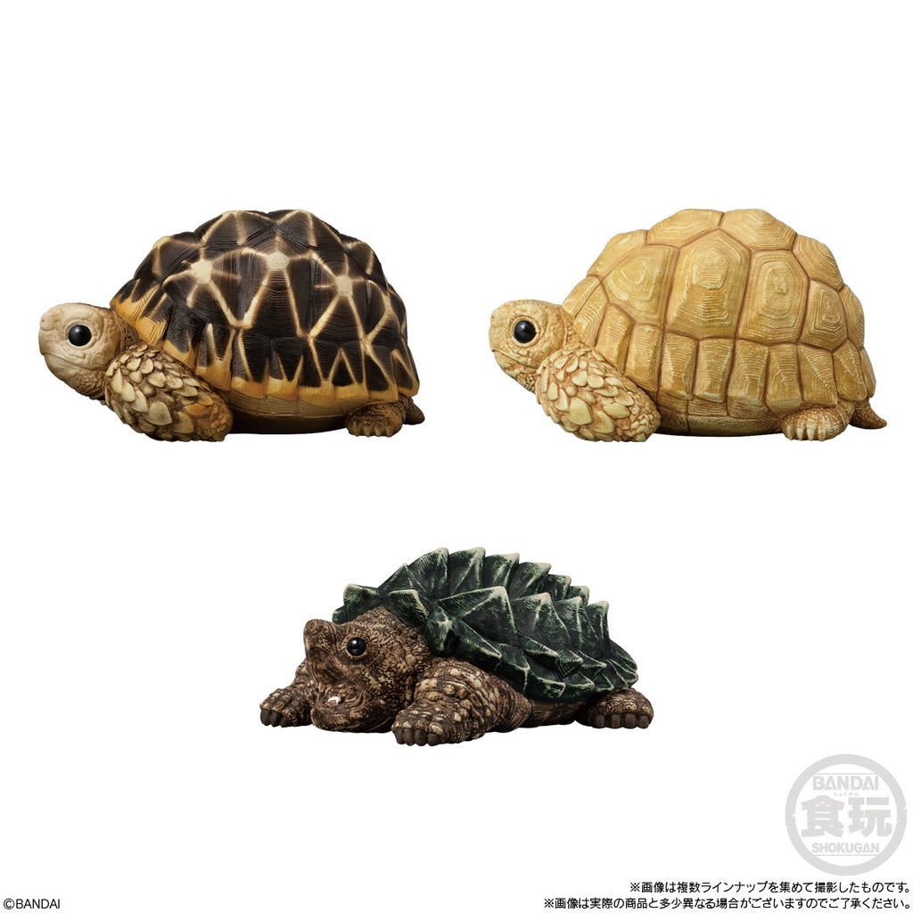 TE-NORI FRIENDS 12 -REPTILES & AMPHIBIANS-  W/O GUM (set of 12) 兩棲動物